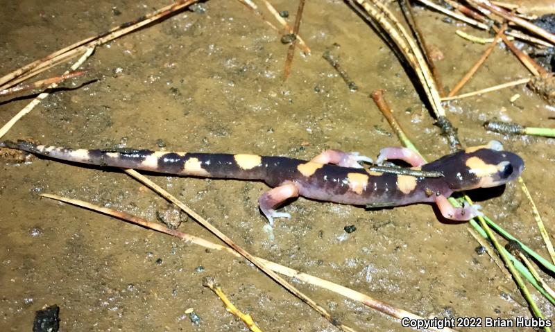 Large-blotched Ensatina (Ensatina eschscholtzii klauberi)