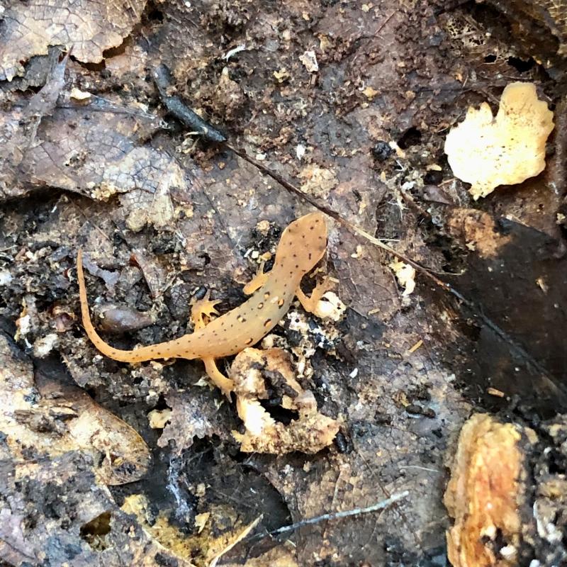 Eastern Newt (Notophthalmus viridescens)