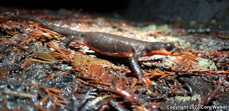 Red-bellied Newt (Taricha rivularis)