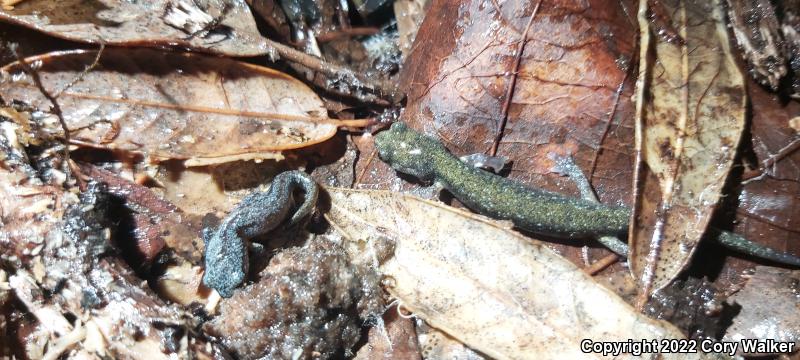 Speckled Black Salamander (Aneides flavipunctatus flavipunctatus)