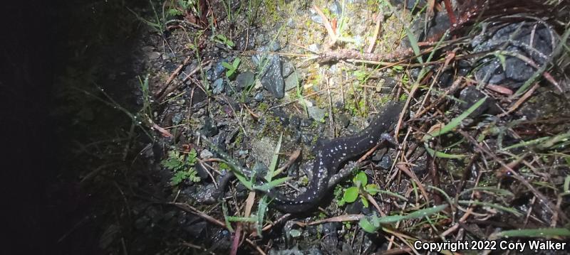 Speckled Black Salamander (Aneides flavipunctatus flavipunctatus)