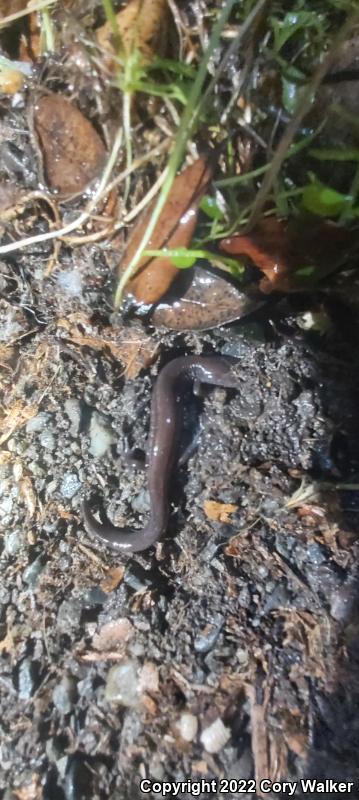 Del Norte Salamander (Plethodon elongatus)