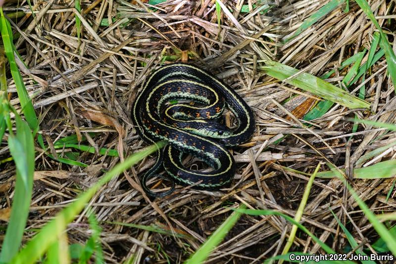 Puget Sound Gartersnake (Thamnophis sirtalis pickeringii)