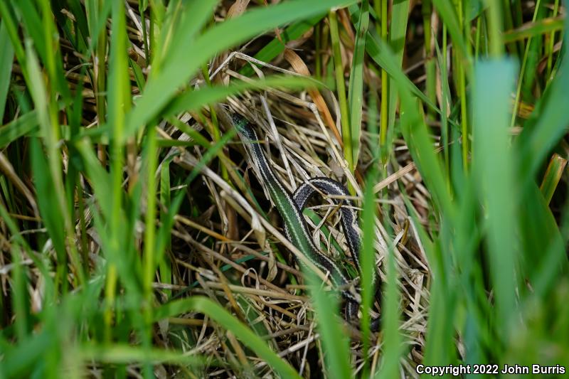 Northwestern Gartersnake (Thamnophis ordinoides)