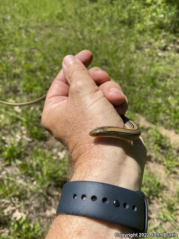 Western Slender Glass Lizard (Ophisaurus attenuatus attenuatus)