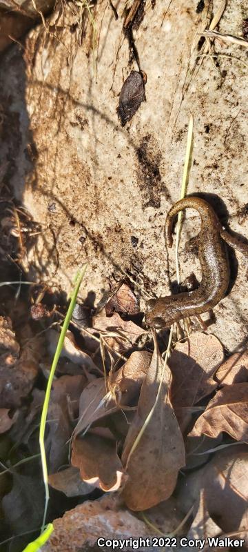 Shasta Salamander (Hydromantes shastae)