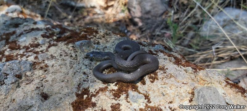 Sierra Gartersnake (Thamnophis couchii)