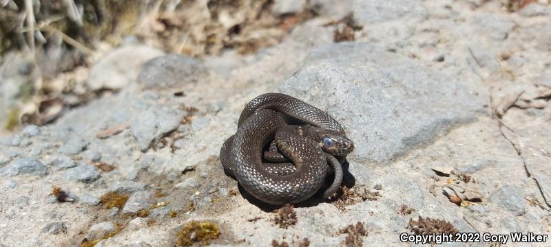 Sierra Gartersnake (Thamnophis couchii)