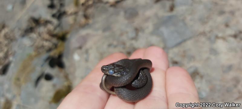 Sierra Gartersnake (Thamnophis couchii)