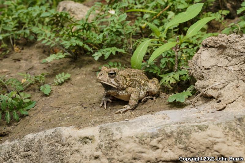 Fowler's Toad (Anaxyrus fowleri)