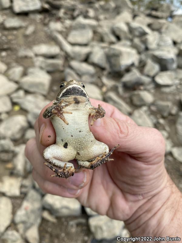 Fowler's Toad (Anaxyrus fowleri)