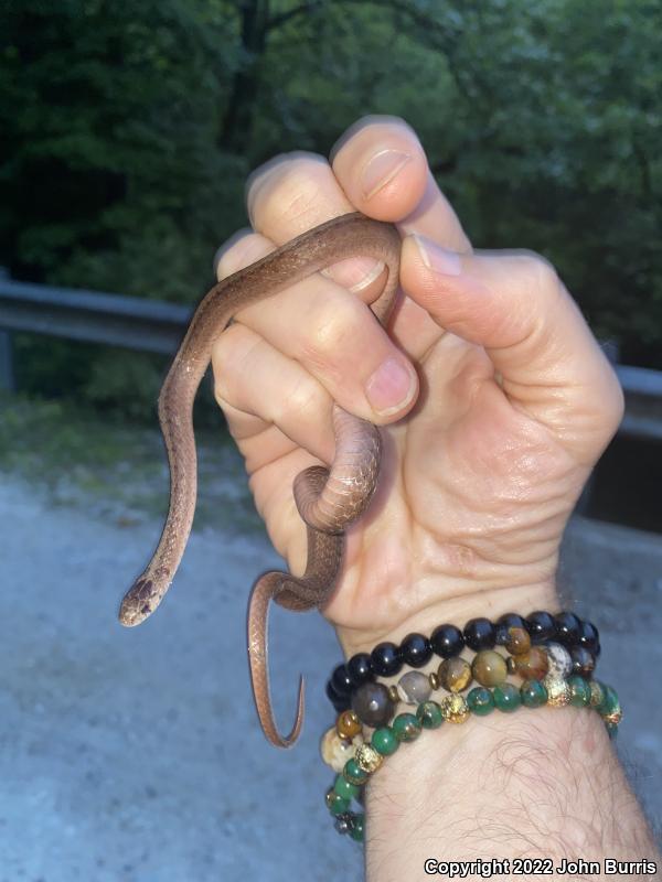 Midland Brownsnake (Storeria dekayi wrightorum)