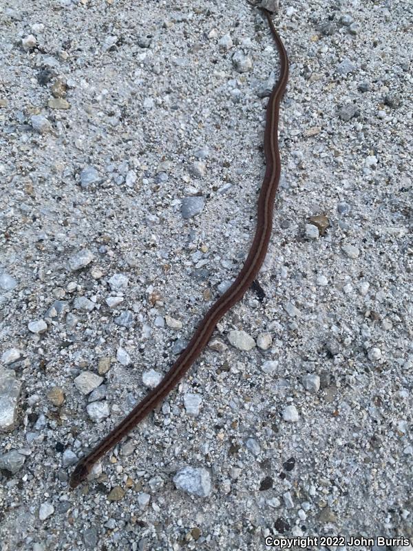 Midland Brownsnake (Storeria dekayi wrightorum)