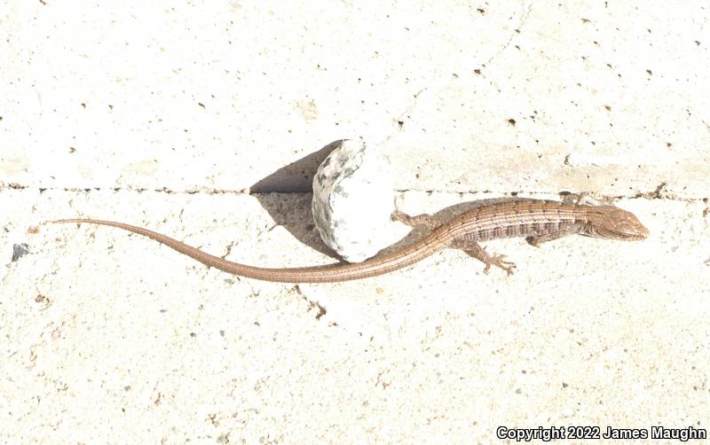 California Alligator Lizard (Elgaria multicarinata multicarinata)