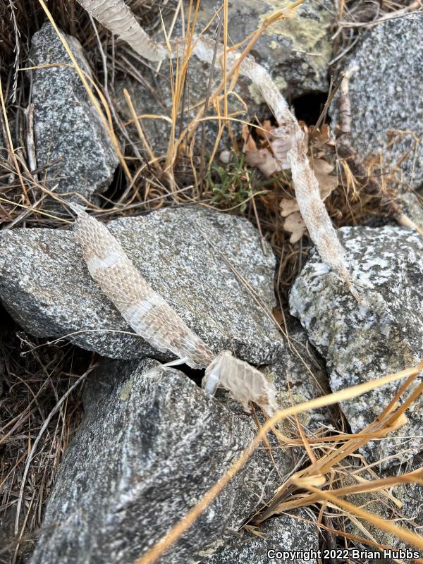 California Kingsnake (Lampropeltis getula californiae)