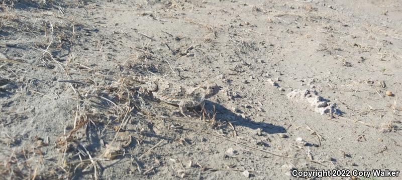 Northern Desert Horned Lizard (Phrynosoma platyrhinos platyrhinos)