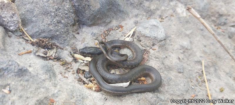 Sierra Gartersnake (Thamnophis couchii)