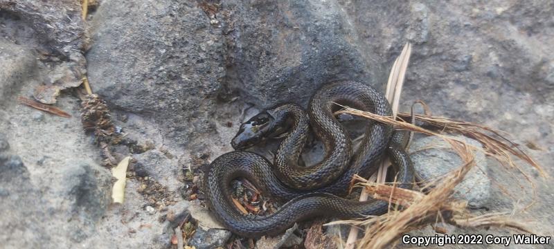 Sierra Gartersnake (Thamnophis couchii)