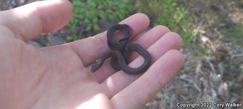 Sierra Gartersnake (Thamnophis couchii)