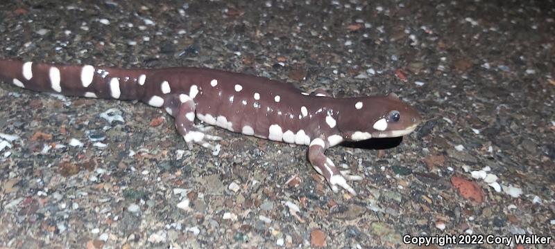 California Tiger Salamander (Ambystoma californiense)