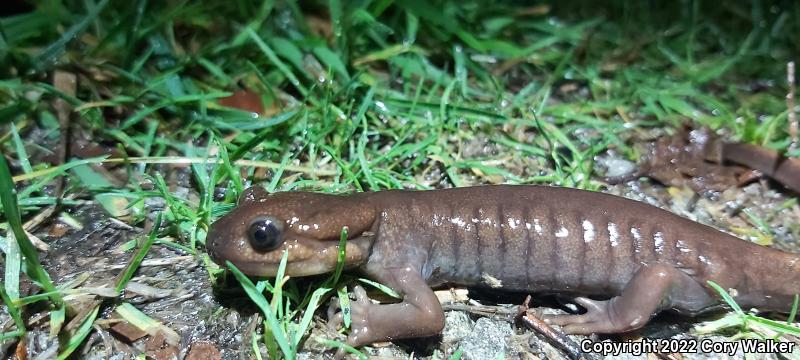 Northwestern Salamander (Ambystoma gracile)