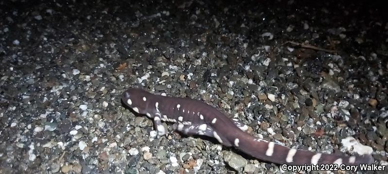 California Tiger Salamander (Ambystoma californiense)