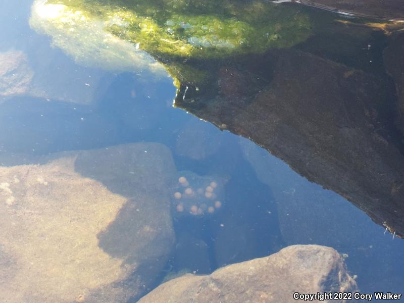 Sierra Newt (Taricha torosa sierrae)