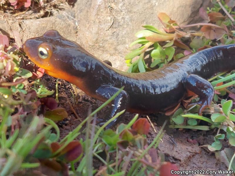 Sierra Newt (Taricha torosa sierrae)