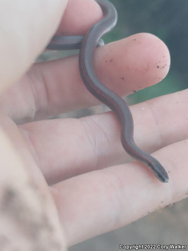 Sharp-tailed Snake (Contia tenuis)