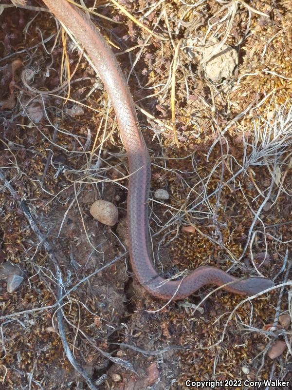 Sharp-tailed Snake (Contia tenuis)