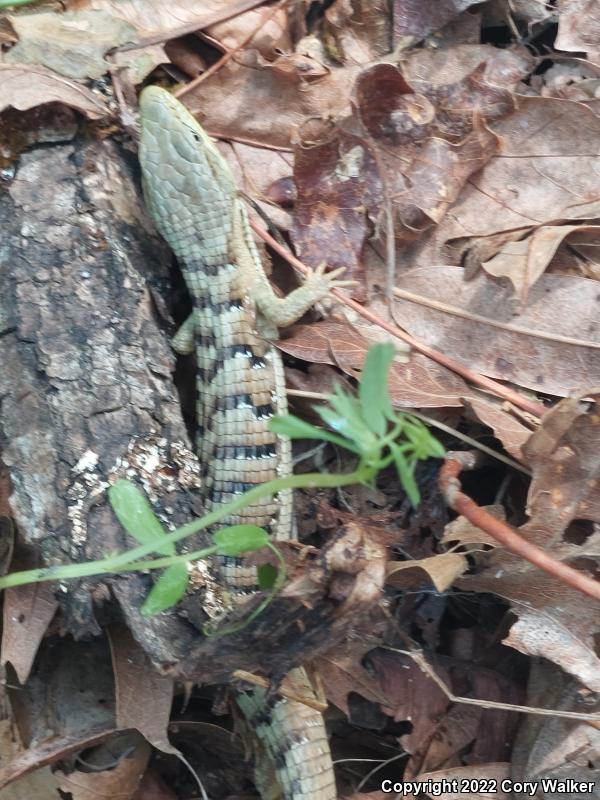 California Alligator Lizard (Elgaria multicarinata multicarinata)