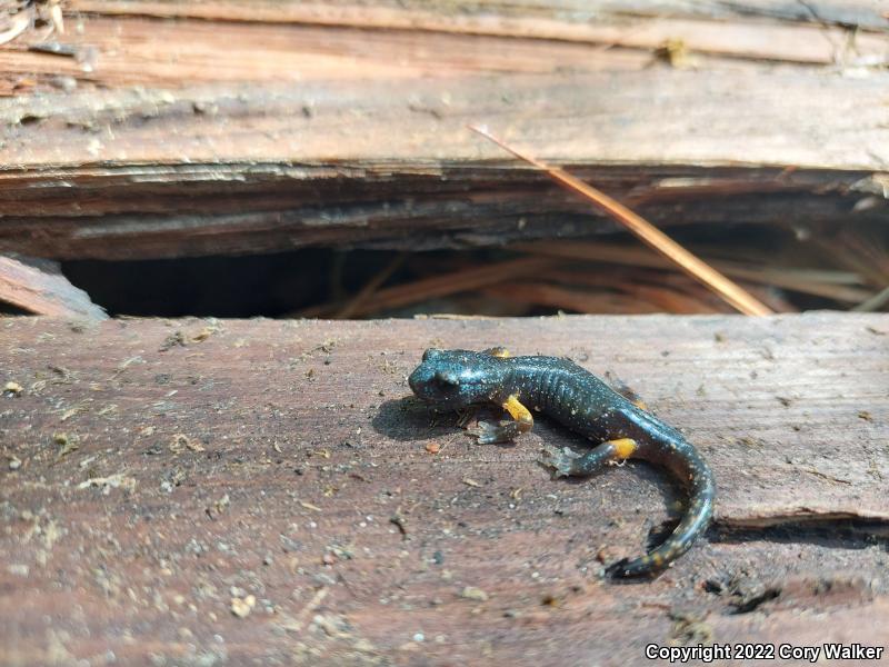 Sierra Nevada Ensatina (Ensatina eschscholtzii platensis)