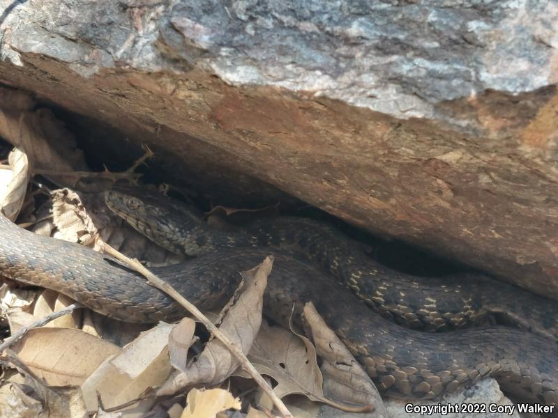 Sierra Gartersnake (Thamnophis couchii)