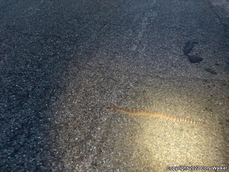 Northern Pacific Rattlesnake (Crotalus oreganus oreganus)