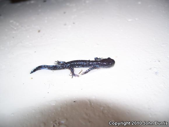 Blue-spotted Salamander (Ambystoma laterale)