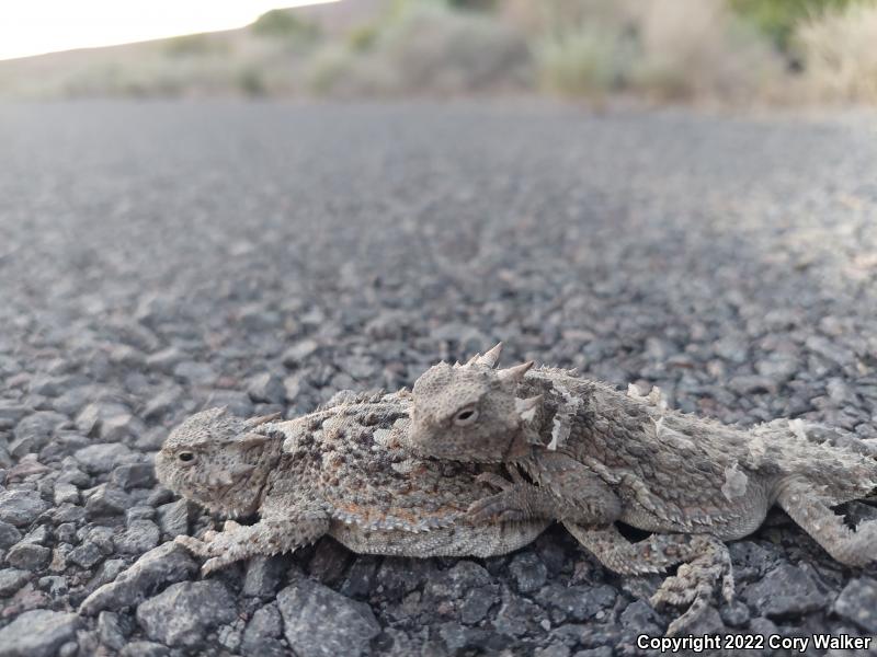 Northern Desert Horned Lizard (Phrynosoma platyrhinos platyrhinos)