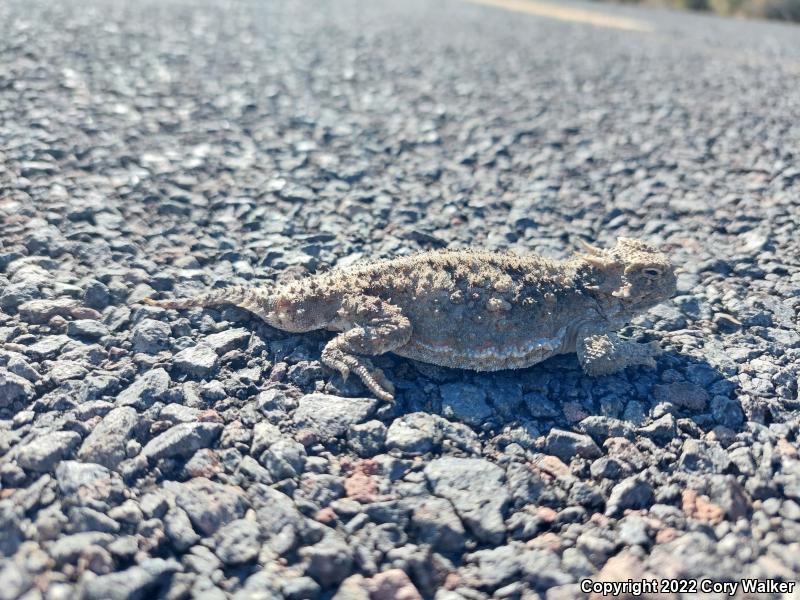 Northern Desert Horned Lizard (Phrynosoma platyrhinos platyrhinos)