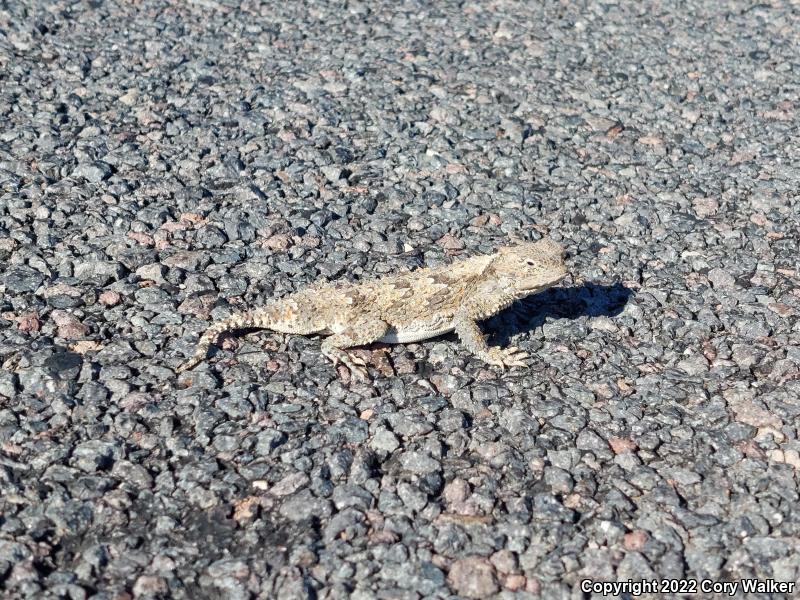 Northern Desert Horned Lizard (Phrynosoma platyrhinos platyrhinos)