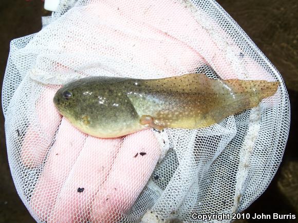 American Bullfrog (Lithobates catesbeianus)