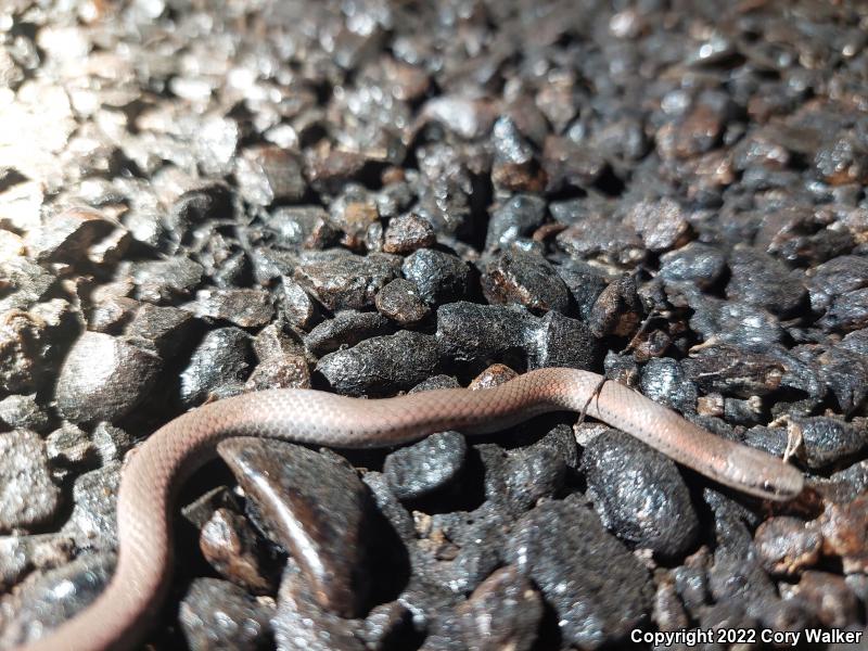 Sharp-tailed Snake (Contia tenuis)