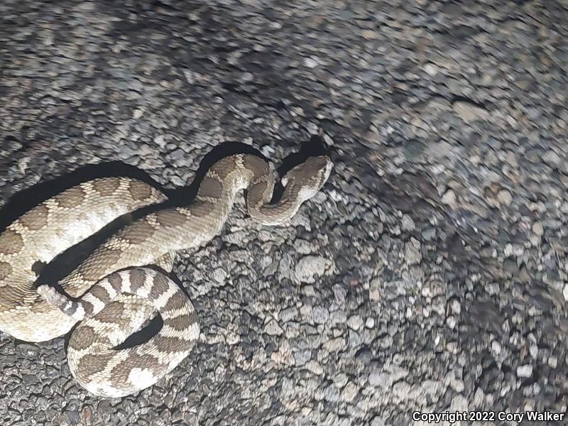 Northern Pacific Rattlesnake (Crotalus oreganus oreganus)