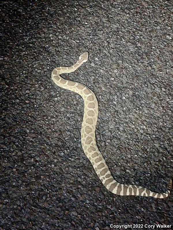 Northern Pacific Rattlesnake (Crotalus oreganus oreganus)