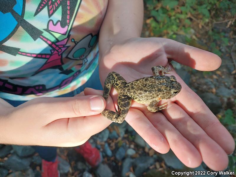 Foothill Yellow-legged Frog (Rana boylii)