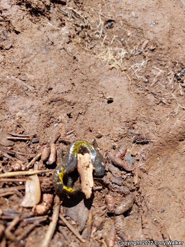 Southern Long-toed Salamander (Ambystoma macrodactylum sigillatum)