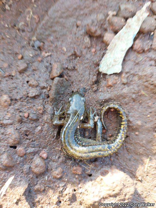 Southern Long-toed Salamander (Ambystoma macrodactylum sigillatum)