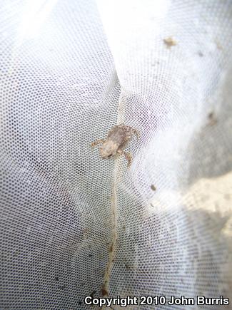 American Toad (Anaxyrus americanus)