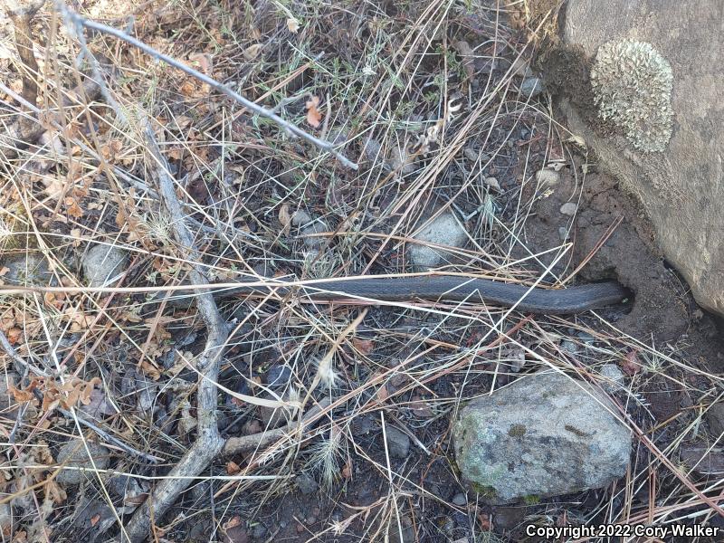 Sierra Gartersnake (Thamnophis couchii)