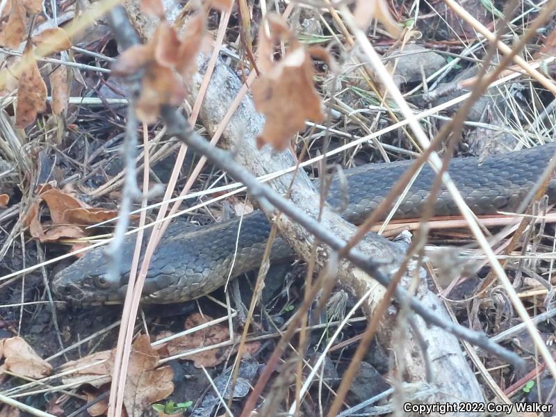 Sierra Gartersnake (Thamnophis couchii)