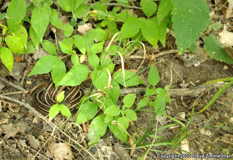 Red-sided Gartersnake (Thamnophis sirtalis parietalis)