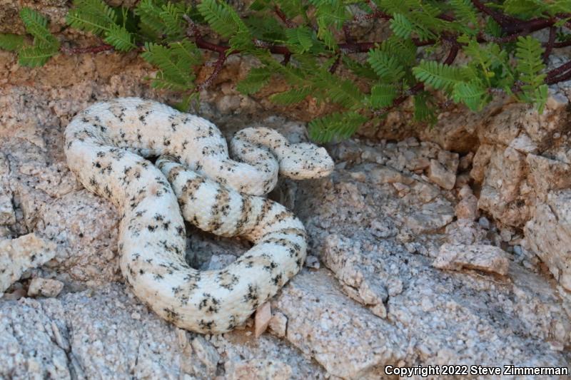 Southwestern Speckled Rattlesnake (Crotalus mitchellii pyrrhus)